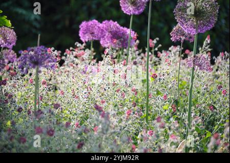 Brauner Storchschnabel, Geranium phaeum, Kugel-Lauch, Allium aflatunense, Cranesbill, Geranium phaeum, Globe Leek Foto Stock