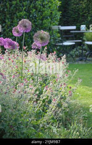 Brauner Storchschnabel, Geranium phaeum, Kugel-Lauch, Allium aflatunense, Cranesbill, Geranium phaeum, Globe Leek Foto Stock
