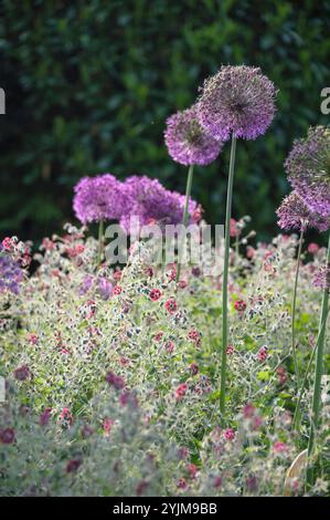 Brauner Storchschnabel, Geranium phaeum, Kugel-Lauch, Allium aflatunense, Cranesbill, Geranium phaeum, Globe Leek Foto Stock