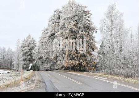 Questa scena invernale cattura una strada rurale fiancheggiata da alberi ricoperti di gelo sotto un cielo pallido e nuvoloso. Gli alberi sono pesantemente ricoperti da uno strato di parrucchiere, Foto Stock