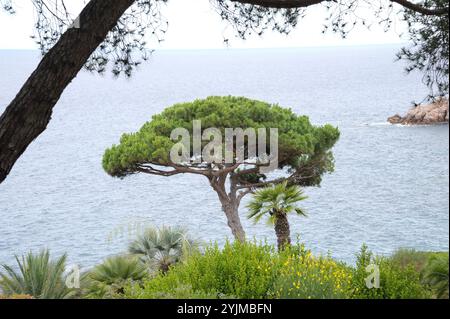 Pinie, Pinus pinea, Stone Pine Foto Stock