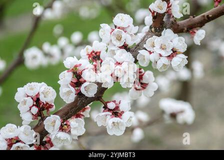 Aprikose, Prunus armeniaca Hargrand, Apricot Foto Stock