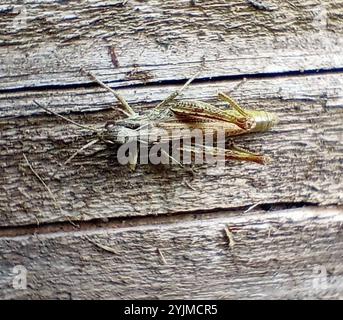 Grasshopper locomotiva (Chorthippus apricarius) Foto Stock