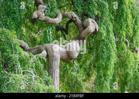 H‐ nge-Schnurbaum, Sophora japonica Pendula, cordoncino sospeso Foto Stock