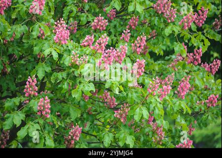 Rote Roßkastanie, esculus x carnea Briotii, castagno rosso, esculus x carnea briotii, Foto Stock