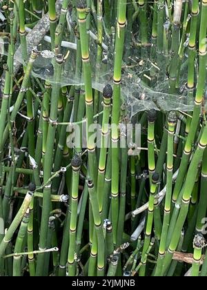 Scouringrush occidentale (Equisetum iemale affine) Foto Stock