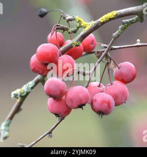 Zier-Apfel, Malus Red Sentinel, mela ornamentale Foto Stock