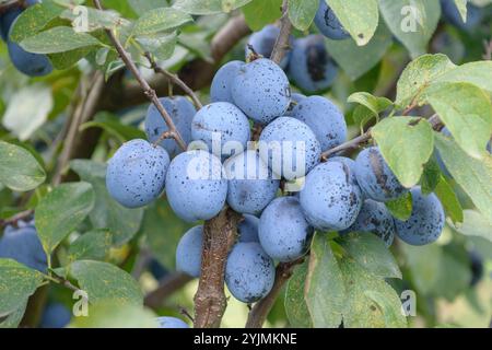 Zwetschge, Zwetsche, Prunus domestica Topfive, Pflaumen-Rost, Tranzschelia pruni spinosae, prugna, prugna, ruggine di prugna Foto Stock