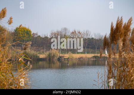 (241115) -- PECHINO, 15 novembre 2024 (Xinhua) -- questa foto scattata il 10 novembre 2024 mostra un laghetto regolamentare del Middle Route Project di deviazione dell'acqua da sud a nord a Pechino, capitale della Cina. Il progetto di deviazione dell'acqua da sud a nord della Cina ha tre percorsi. La prima fase del progetto cinese di deviazione dell'acqua da sud a nord ha iniziato a fornire acqua nel dicembre 2014. Al fine di aumentare la sicurezza delle acque e migliorare l'ecologia delle acque e l'ambiente lungo il percorso, il progetto del percorso intermedio ha trasportato l'acqua attraverso canali e tubi dal bacino idrico di Danjiangkou nel centro di chi Foto Stock