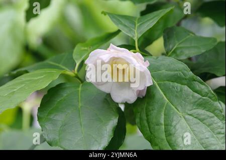 Chinesischer Gewürzstrauch, Sinocalycanthus chinensis, cespuglio di spezie cinese Foto Stock