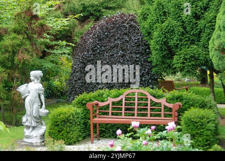 H‐ nge-Blutbuche, Fagus sylvatica Purpurea Pendula, faggio di rame sospeso Foto Stock