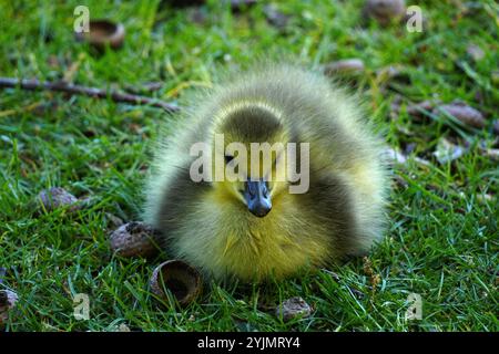 Primo piano di un riposo di Canada Goose Gosling Foto Stock