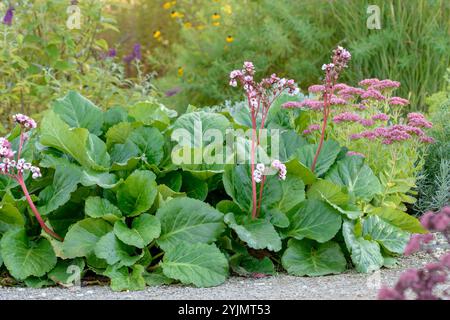 Bergenie, Bergenia cordifolia Herbstblüte, Bergenia, Bergenia cordifolia fioritura autunnale, Foto Stock