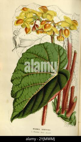 Una rappresentazione splendidamente illustrata di Begonia xanthina, che mostra le sue caratteristiche distintive. La composizione mette in evidenza le ampie foglie testurizzate caratterizzate da una vena centrale prominente e bordi seghettati. I vivaci fiori gialli fioriscono graziosamente in cima a steli sottili, in contrasto con il lussureggiante fogliame verde. Gli intricati dettagli della pianta, tra cui le petiole rosse e sfocati, sottolineano le qualità uniche di questa specie. Questa opera d'arte celebra la bellezza naturale e la complessità della Begonia xanthina, invitando l'apprezzamento per la sua eleganza botanica. Foto Stock