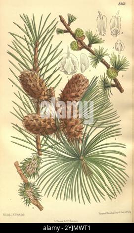 Questa illustrazione mostra uno studio dettagliato di un albero di pino, con gruppi di coni di pino insieme ai loro rami e aghi. L'opera d'arte evidenzia varie fasi dei coni di pino, mostrando forme sia mature che immature. Inoltre, sono inclusi elementi floreali, con illustrazioni di fiori maschili e femminili, che sottolineano gli aspetti riproduttivi dell'albero. Gli intricati dettagli degli aghi, che si irradiano in una disposizione piuma, completano la bellezza naturale dell'albero di pino, rendendolo una rappresentazione accattivante della vita botanica Foto Stock