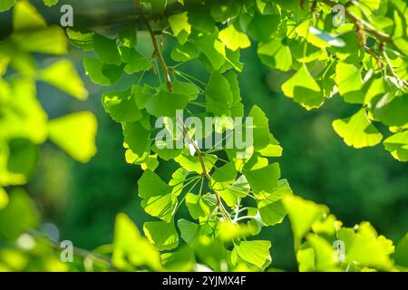 Mädchenhaarbaum, Ginkgo biloba, albero Maidenhair Foto Stock