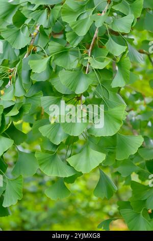 Mädchenhaarbaum, Ginkgo biloba, albero Maidenhair Foto Stock