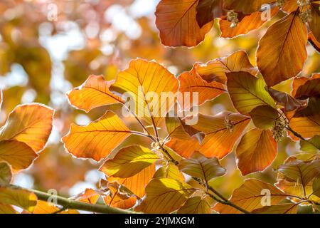 Blut-buche, Fagus sylvatica Atropunicea, faggio di rame Foto Stock