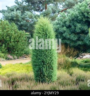 Säulen-Wacholder, Juniperus communis Hibernica, columnar Juniper Foto Stock