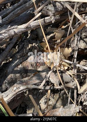 Woodrat dai piedi ciechi (ricette di Neotoma) Foto Stock