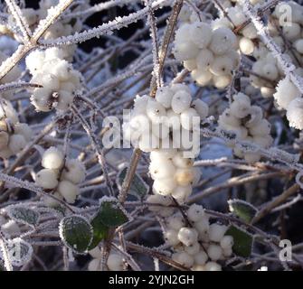 Symphoricarpos albus laevigatus var. Foto Stock