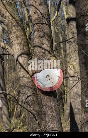 Durchfahrt verboten, Spitz-Ahorn , Acer platanoides, No entry, acero norvegese Foto Stock