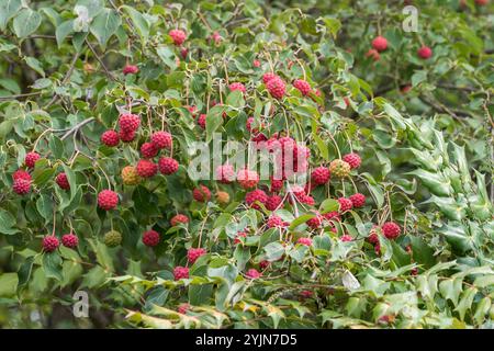 Japanischer Blumen-Hartriegel, Cornus kousa, legno di cane giapponese Foto Stock