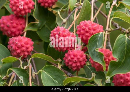 Japanischer Blumen-Hartriegel, Cornus kousa, legno di cane giapponese Foto Stock