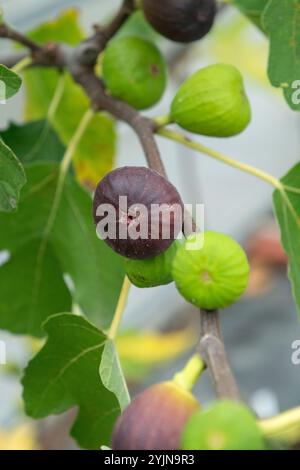 Echte Feige, Ficus carica Brown Turkey, vero fico Foto Stock