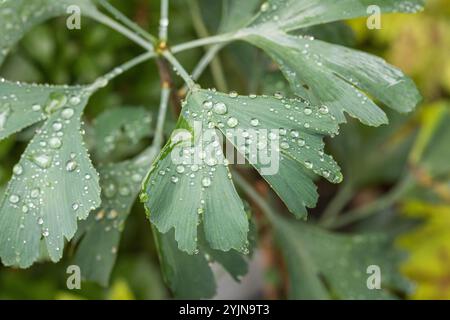 Mädchenhaarbaum, Ginkgo biloba, albero Maidenhair Foto Stock