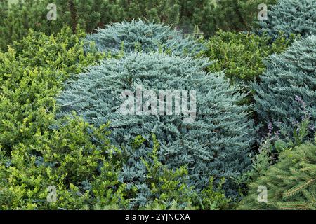 Kriech-Wacholder, Juniperus horizontalis Wiltonii, Creeping Juniper Foto Stock