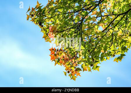 Formosa-Amberbaum, Liquidambar formosana, ambra di Formosa Foto Stock