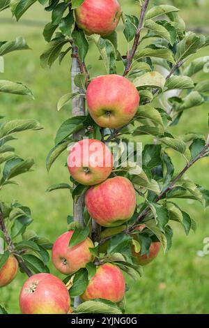 Apfel, Malus domestica Karneval, Apple Foto Stock