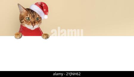 Adorabile gatto del Bengala che indossa il cappello di Babbo Natale. Striscione per gatto di Natale. Copia spazio. Foto Stock