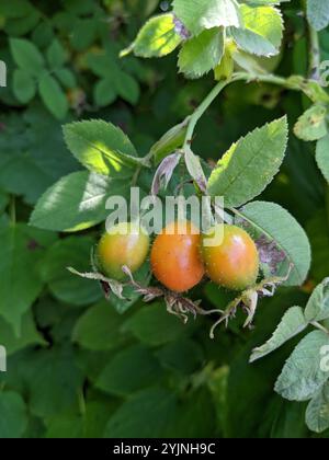 Rosetta (rosa tomentosa) Foto Stock