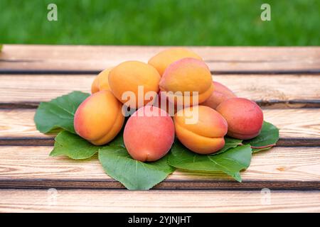 Aprikose, Prunus armeniaca Farbaly, Apricot Foto Stock