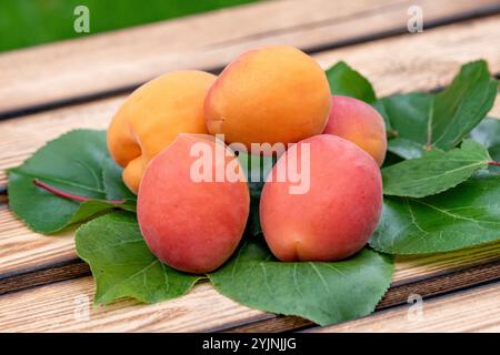 Aprikose, Prunus armeniaca Farbaly, Apricot Foto Stock
