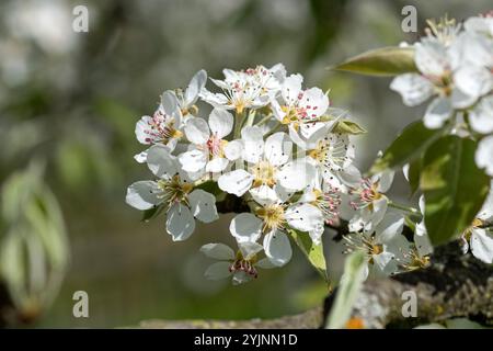 Birne, Pyrus communis Gräfin VON PARIS, Pera, Pyrus communis CONTESSA DI PARIGI, Foto Stock