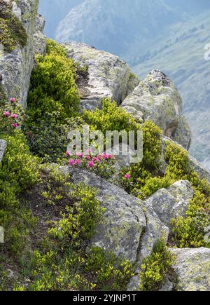 Rostblättrige Alpenrose, Rhododendron ferrugineum, rosa alpina dalle foglie rugginite Foto Stock