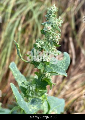 Saltbush strisciante (Atriplex prostrata) Foto Stock