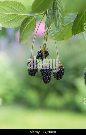 Stachellose Brombeere, TORTE Rubus fruticosus, BlackBerry Thornless Foto Stock