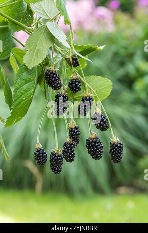 Stachellose Brombeere, TORTE Rubus fruticosus, BlackBerry Thornless Foto Stock