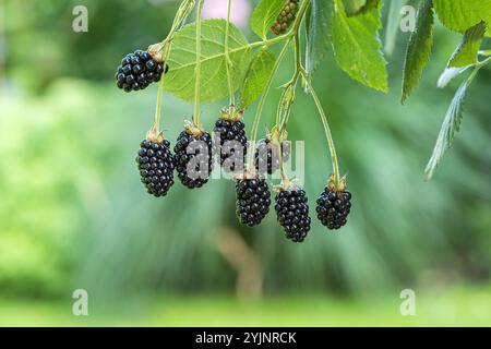 Stachellose Brombeere, TORTE Rubus fruticosus, BlackBerry Thornless Foto Stock