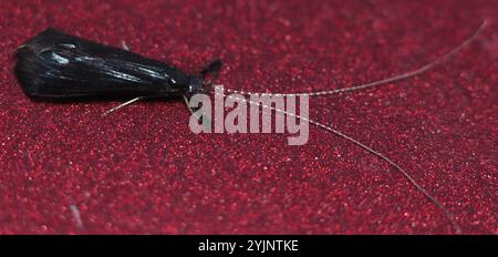 Black Dancer Caddisfly (Mystacides sepulchralis) Foto Stock