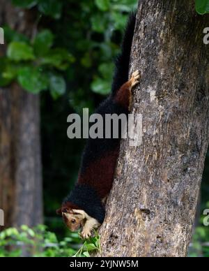 Lo scoiattolo gigante indiano o scoiattolo gigante del Malabar è una grande specie di scoiattolo arboreo multicolore endemica delle foreste e dei boschi dell'India. Foto Stock