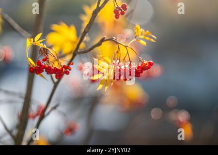 Primo piano di un piccolo albero di Rowan con le bacche di rowan all'inizio di novembre 2024 a Norrköping, Svezia Foto Stock