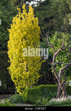 Oro-Ulme, Ulmus? Hollandica Wredei, olmo d'oro, ulmus? Hollandica Wredei Foto Stock