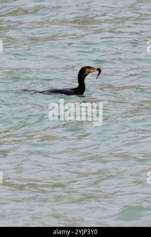 Cormorano Phalacrocorax carbo, in mare con pesci catturati come il comune Blenny Blennius pholis, uccello da immersione dal collo lungo lungo lungo becco a base gialla Foto Stock