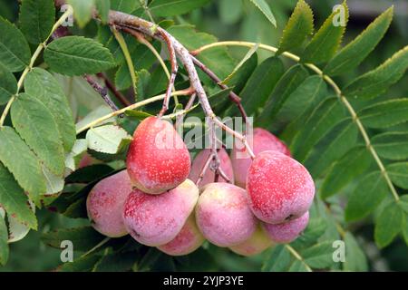 Speierling, Sorbus domestica Sossenheimer Riesen, Sparrow Foto Stock