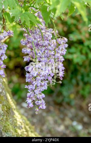 Japanischer Blauregen, Wisteria floribunda violacea Plena, , Japanese wisteria, Wisteria floribunda violacea Plena, Foto Stock